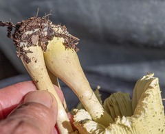 Leucocoprinus tricolor