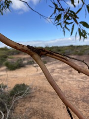 Eucalyptus loxophleba
