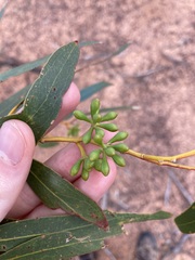 Eucalyptus loxophleba