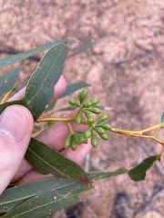 Eucalyptus loxophleba