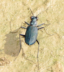 Cicindela nigrocoerulea