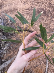 Eucalyptus loxophleba
