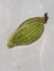 Dichanthelium commutatum commutatum