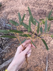 Eucalyptus loxophleba