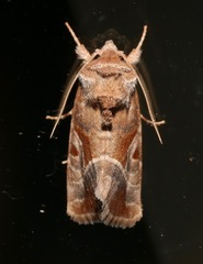 Hexorthodes accurata