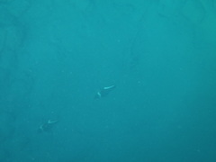 Heniochus varius