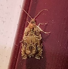 Olethreutes sericoranum