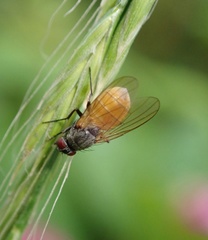 Thricops semicinereus