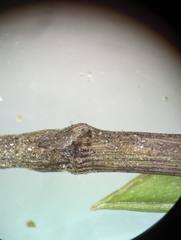 Dichanthelium commutatum commutatum