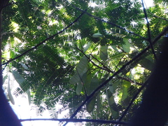 Albizia niopoides