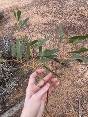 Eucalyptus loxophleba