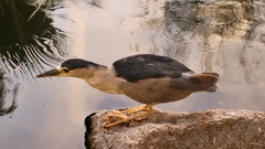 Nycticorax