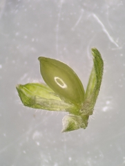 Dichanthelium commutatum commutatum