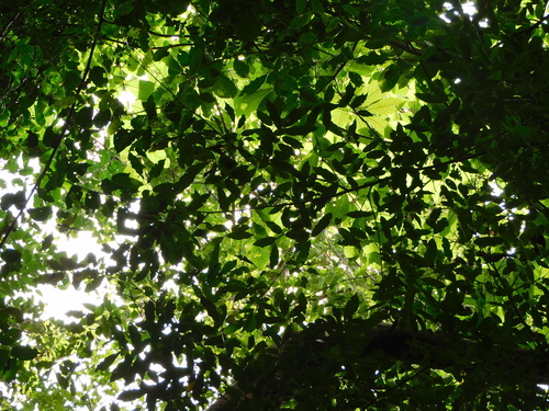 Image of Andira inermis by (c) Luis Rubio-Yépez, some rights reserved (CC BY)