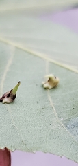 Caryomyia inclinata