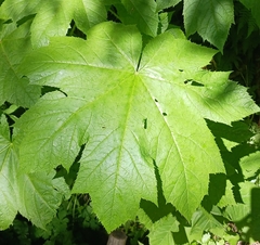 Oplopanax