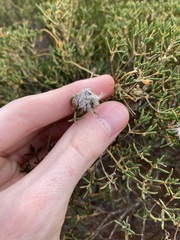 Verticordia monadelpha