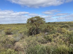 Eucalyptus subangusta subangusta