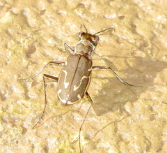 Cicindela tenuisignata