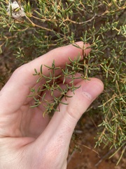 Verticordia monadelpha