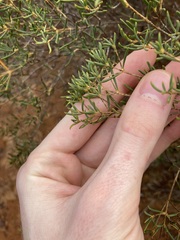 Verticordia monadelpha