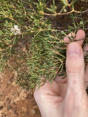 Verticordia monadelpha