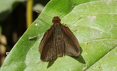 Miltomiges cinnamomea
