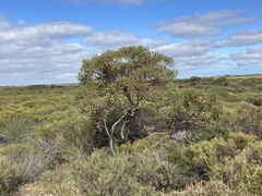 Eucalyptus subangusta subangusta