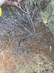 Verticordia monadelpha