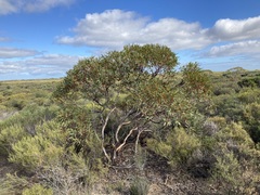 Eucalyptus subangusta subangusta