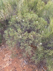 Verticordia monadelpha