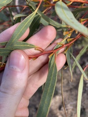 Eucalyptus subangusta subangusta