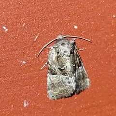 Meropleon ambifusca