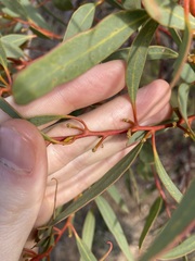Eucalyptus subangusta subangusta