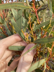Eucalyptus subangusta subangusta