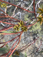 Eucalyptus subangusta subangusta