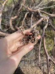Eucalyptus subangusta subangusta