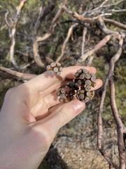 Eucalyptus subangusta subangusta