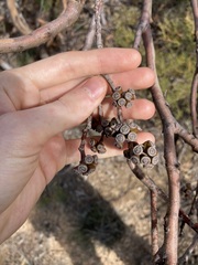 Eucalyptus subangusta subangusta