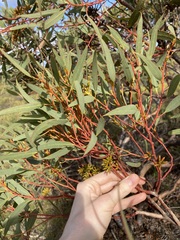 Eucalyptus subangusta subangusta