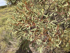 Eucalyptus subangusta subangusta