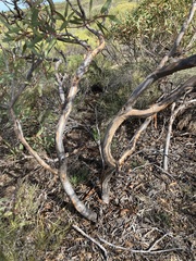Eucalyptus subangusta subangusta