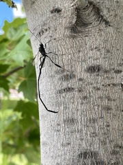 Pelecinus polyturator