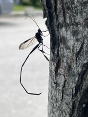 Pelecinus polyturator