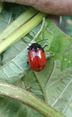 Chrysolina lucida