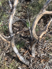 Eucalyptus subangusta subangusta