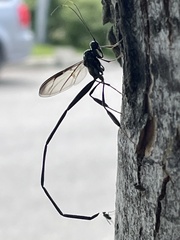 Pelecinus polyturator