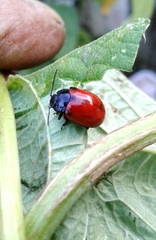 Chrysolina lucida