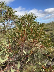 Eucalyptus subangusta subangusta