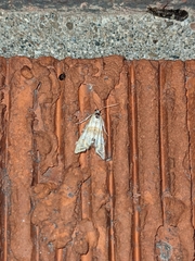 Eoparargyractis plevie